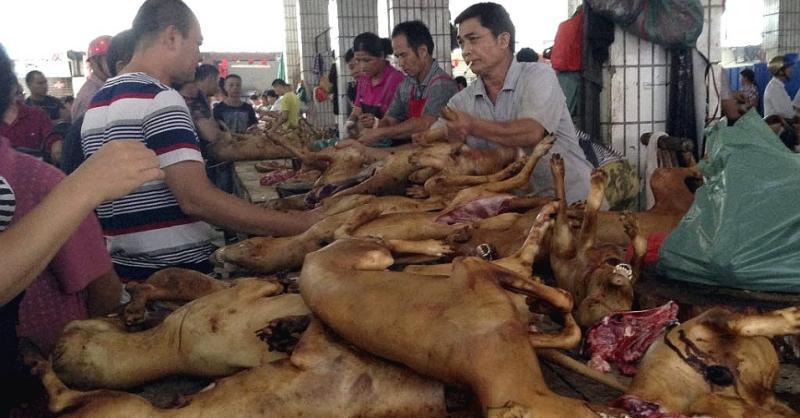 Carne de cachorro sendo comercializada na China